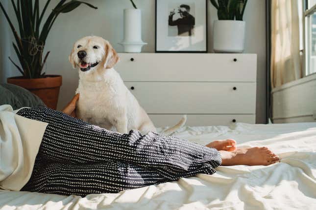 Dormir con tu perro puede no ser muy buena idea