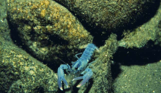 A juvenile lobster in its preferred habitat: cobble in the Gulf of Maine.