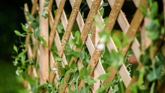 Image for article titled A DIY Garden Trellis Is the Perfect Spring Project