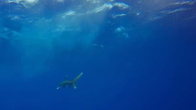A whitetip shark swimming in the ocean.