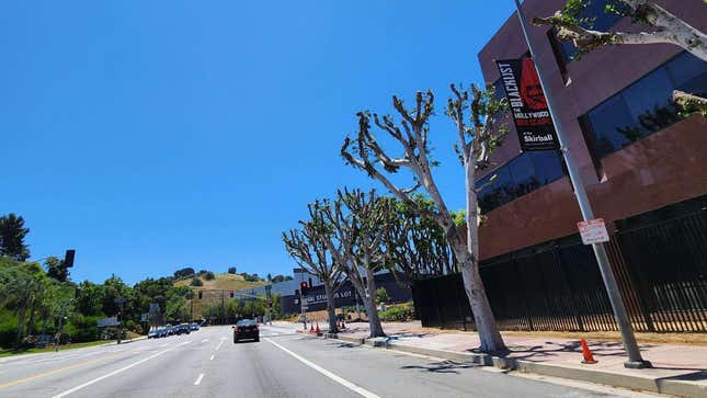 Árboles podados ilegalmente en el lote de Universal Studios.