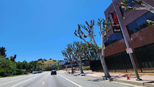 Illegally trimmed trees on the lot of Universal Studios.