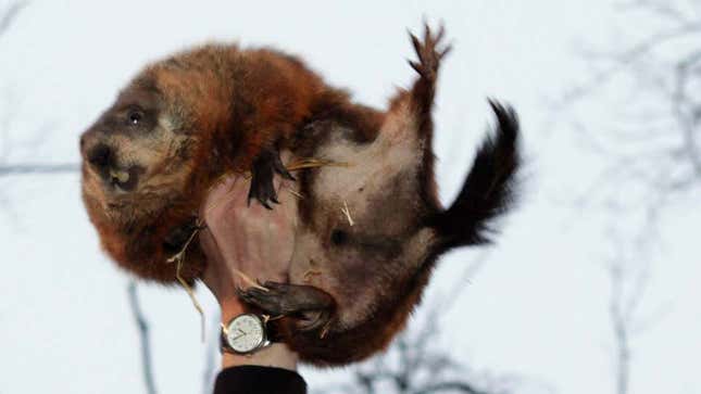 Imagen para el artículo titulado La marmota que anunciaba el fin del invierno saliendo de su cueva ha muerto antes de salir de su cueva