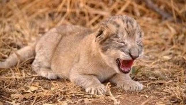 One of the cubs