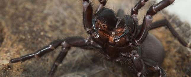 La araña más temible puede modificar su veneno según se encuentre
