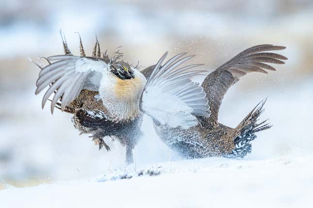 Two sage grouses face off, wings spread, in a fight on snowy ground.