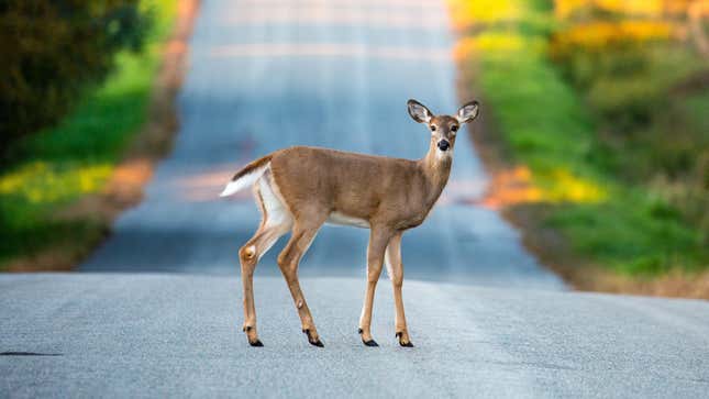 Image for article titled Why You Shouldn&#39;t Swerve Around Deer (or Other Animals) in the Road