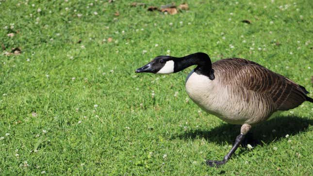 Image for article titled How to Fight a Goose and Win (Just Kidding, You Won’t Win)