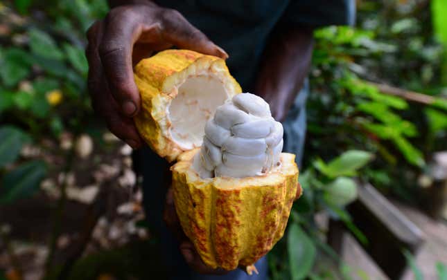 cold-brew cacao, A plantation worker displays a cut and ripened cocoa pod which contains some thirty to forty cocoa beans, fresh off a cocoa tree at the Fond Doux resort and plantation, on the grounds of a 19th century French colonial resort in Soufriere, Saint Lucia, on September 17, 2014. Across the Caribbean the cocoa industry, with roots tied to its colonial history, is being revitalized to help economies where the once dominant banana and sugar industries have all but been destroyed by free trade. On the island of Saint Lucia one can find chocolate-themed hotels, plantation tours, and even and annual Chocolate Festival to promote its cacao crop, which dates back to the 1700's. AFP PHOTO / Frederic J. BROWN (Photo credit should read FREDERIC J. BROWN/AFP/Getty Images)