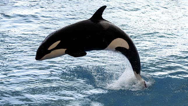 Orcas Explain Boat Attacks