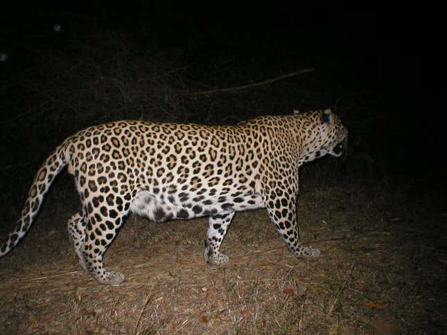 A leopard moved into our forest.