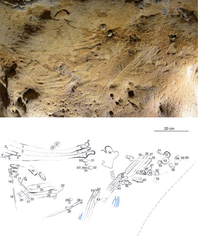 Estriado de los dedos en la cueva (arriba) y un gráfico que muestra el número y la forma de las marcas.