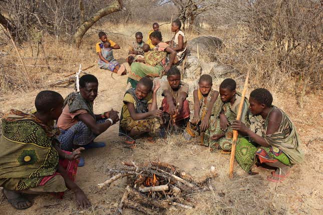Hadza women lightly roasting starch and fibre-rich ekwa tubers.