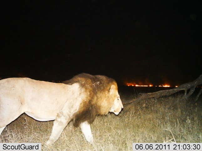 Image for article titled Photos: The secret lives of the Serengeti’s most elusive wild animals