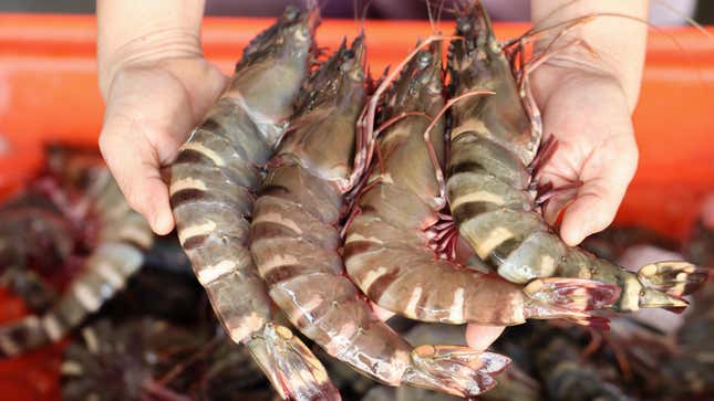 hands holding four tiger shrimp