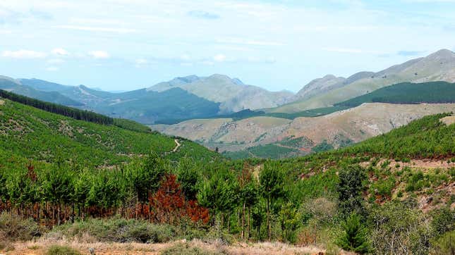 A repeat photo taken by citizen scientists Nico and Delia Oosthuizen in Nov. 2015 shows the pine plantations have expanded since then and there is a general increase in bush encroachment in the area.