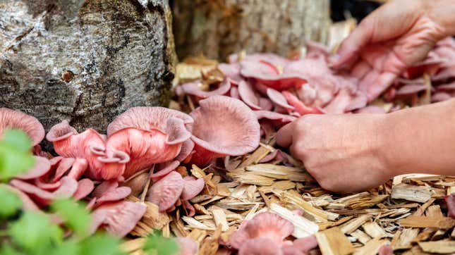A woman harvests pink oyster mushrooms growing in wood chips near the base of a log