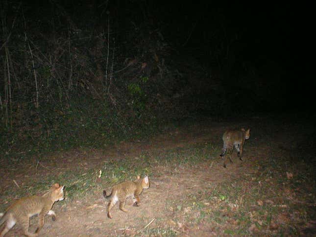 A jungle cat and her kittens became our visitors.