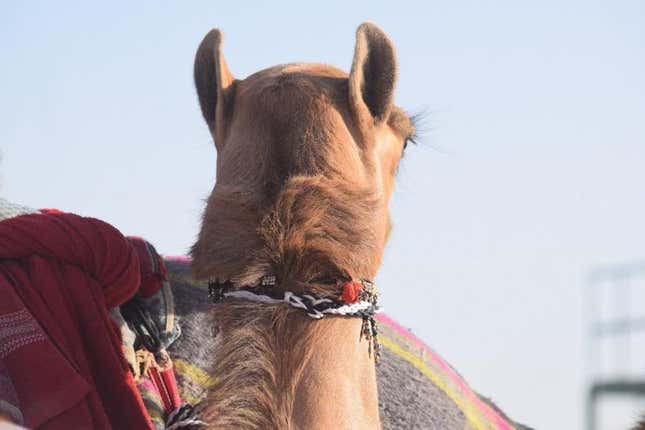 Camel beauty pageants