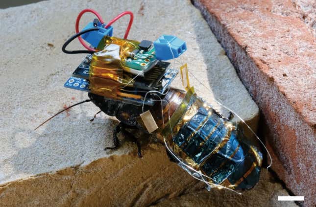 An image of a cockroach with a backpack full of electronics is shown.
