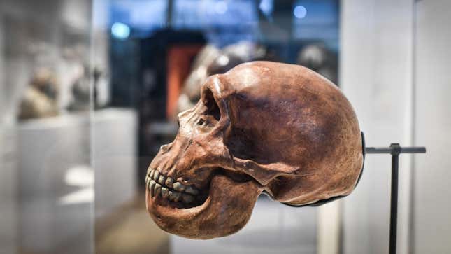 A skull on display as part of the Neanderthal exhibition at the Musee de l’Homme in Paris on March 26, 2018. 
