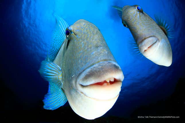 Two triggerfish peer at a camera up-close.