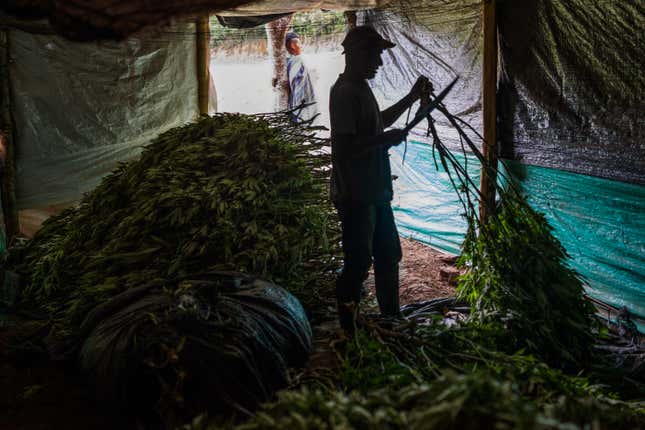 The peasants in Toribío have set a complete production line, including an oven to dry the marijuana harvest.