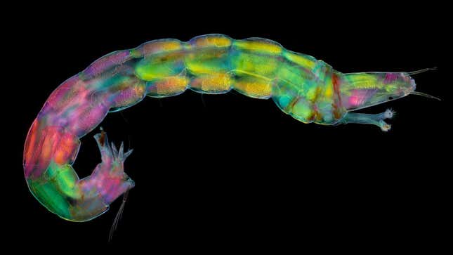 A microscopic image of a midge larva, taken using polarized light.