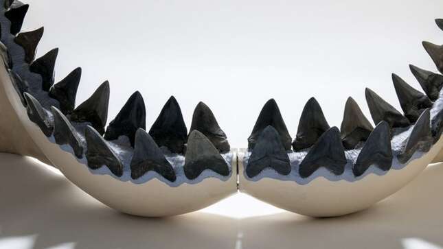 Imagen para el artículo titulado El megalodón, el tiburón gigante que un día habitó la Tierra, era incluso más grande de lo que se pensaba