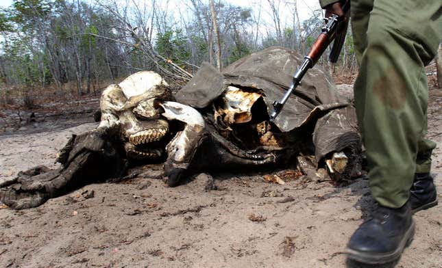 Decomposing elephant carcass in Zimbabwe