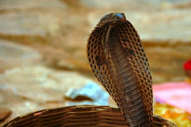 Imagen para el artículo titulado Una cobra sale de un retrete donde había un hombre. El resto ahora forma parte de la literatura médica