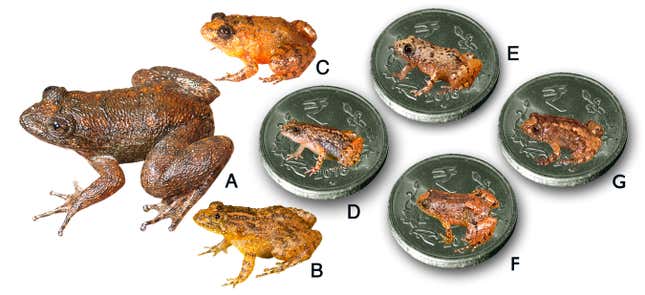 Seven new discoveries: A. Radcliffe’s Night Frog (Nyctibatrachus radcliffei), B. Athirappilly Night Frog (Nyctibatrachus athirappillyensis), C. Kadalar Night Frog (Nyctibatrachus webilla), D. Sabarimala Night Frog (Nyctibatrachus sabarimalai ), E. Vijayan’s Night Frog (Nyctibatrachus pulivijayani), F. Manalar Night Frog (Nyctibatrachus manalari), G. Robin Moore’s Night Frog.