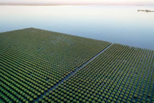 Floodwaters surround pistachio trees in Tulare Lake near Corcoran, CA on April 27, 2023.