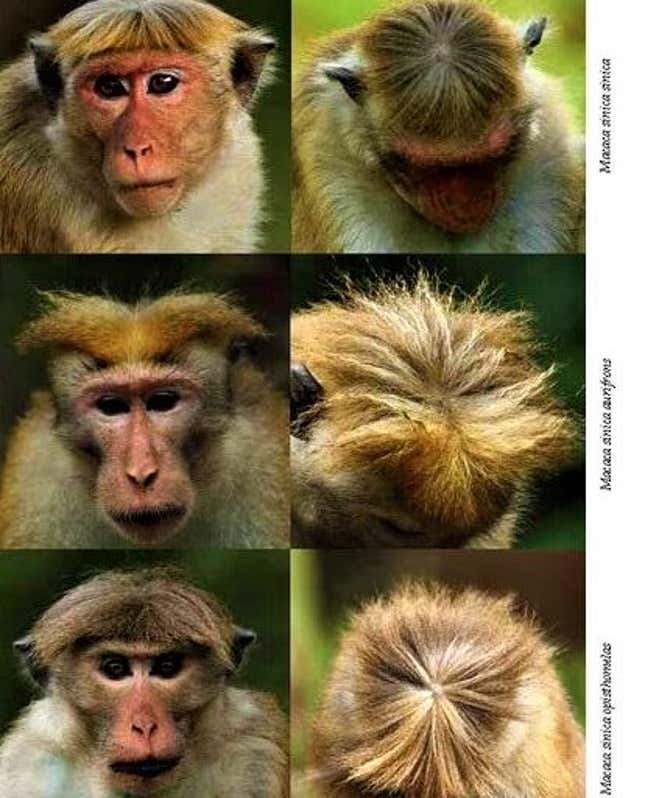 Toque macaques are the smallest species of Macaca, a golden-brown coloured old world monkey endemic to Sri Lanka