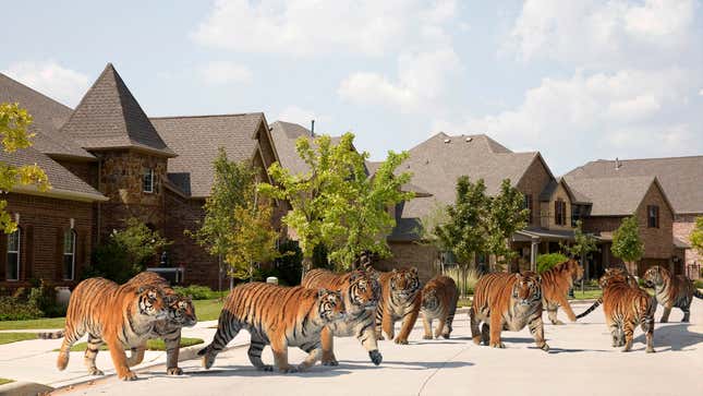 Image for article titled Houston Authorities Scramble As Missing Tiger Disappears Into Crowd Of Tigers