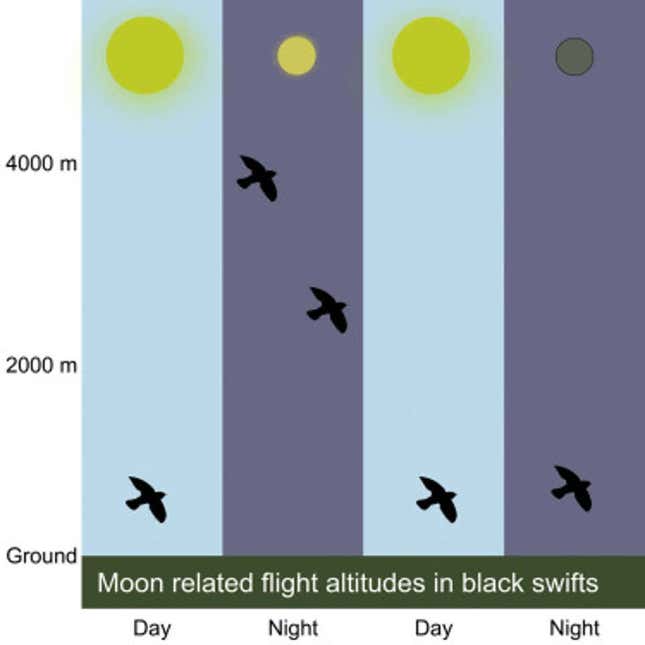 Imagen para el artículo titulado Estas aves misteriosas se sumergen en sincronía durante un eclipse lunar
