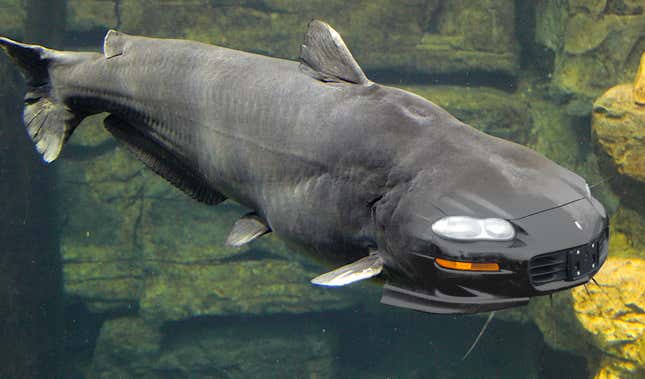 a third generation chevrolet chevy camaro front end photoshopped onto a catfish