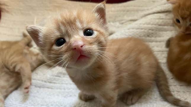 A photo of a Kotaku staffer's friend's kitten staring up at the camera.