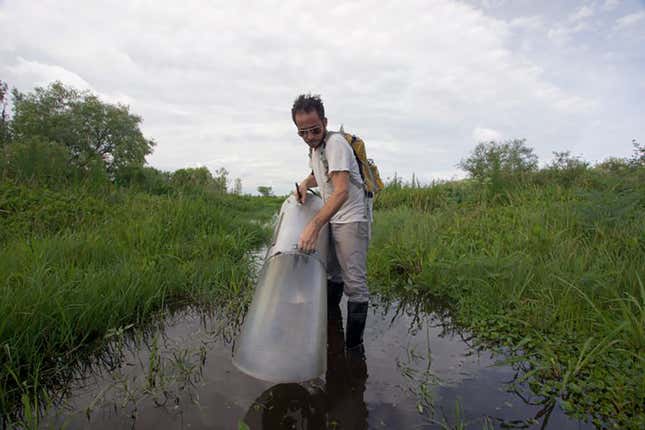 Un investigador captura mosquitos en Florida. Imagen del artículo sobre nueva especie Culex Lactator