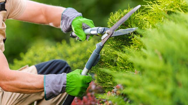 gardener using garden shears to trim a bush