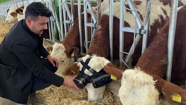 A photo of the cattle rancher bending down to check on the VR cow.