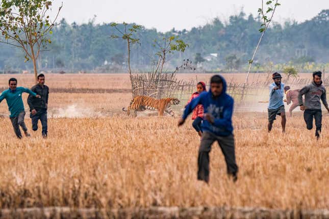 Tiger in the paddy field. 