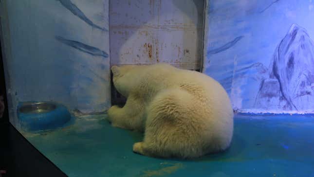 Pizza in captivity.