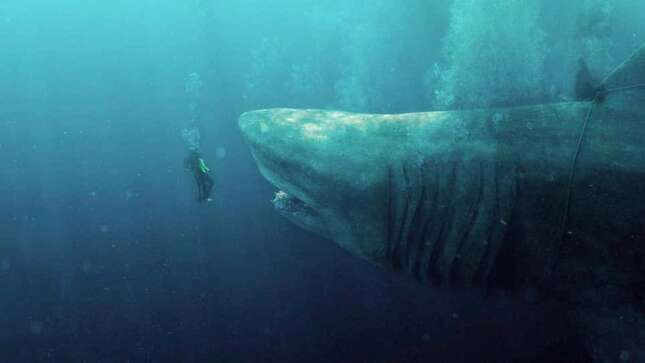 Olvida todo lo que te han dicho sobre el temible Megalodon