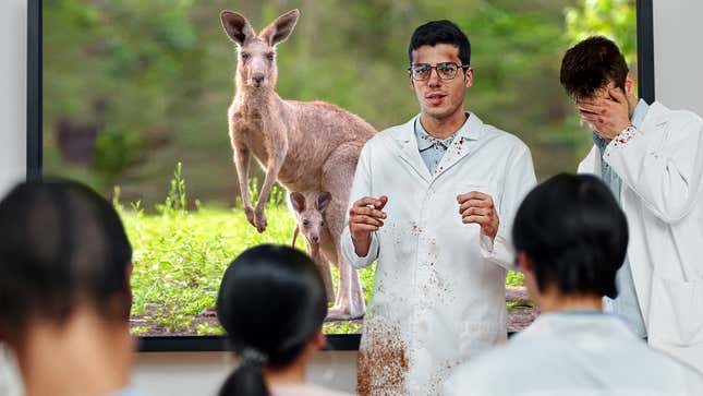 Image for article titled Bloodied, Bruised Biologists Confirm Kangaroos Still 8 Times Stronger Than Average Human