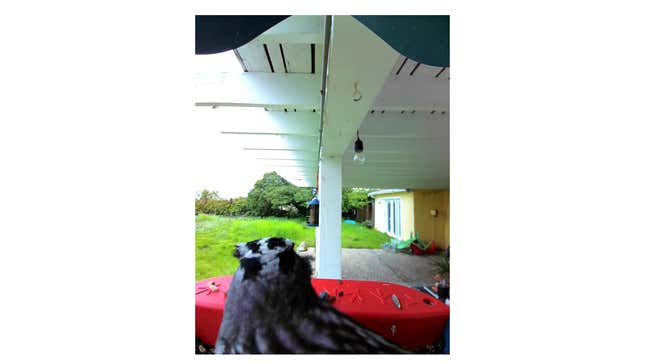 A photo from the Bird Buddy