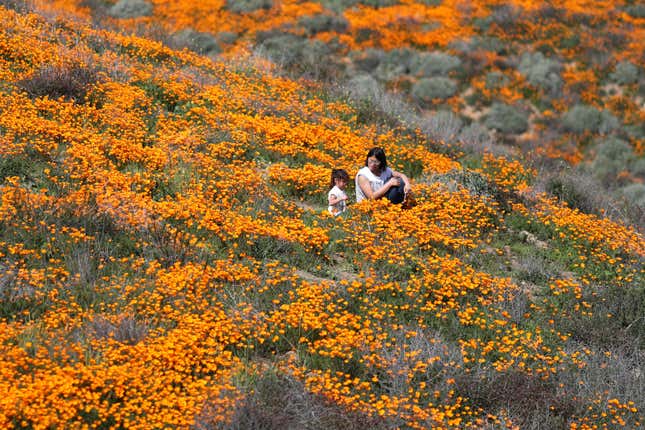 Image for article titled California’s colorful super blooms, in pictures