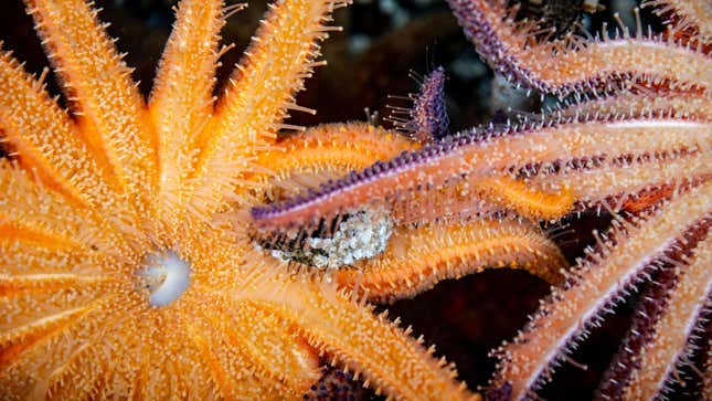 Image for article titled Scientists Are Racing to Save These Sea Stars From Extinction