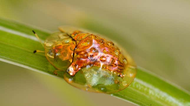 green tortoise beetle