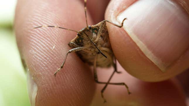 Halyomorpha halys, the brown marmorated stink bug.